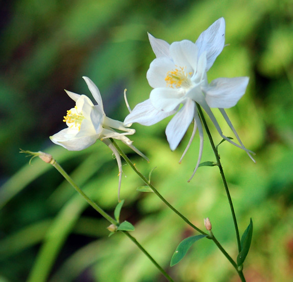 coupla columbines